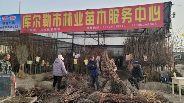 半岛体育库尔勒：苗木市场购销旺 栽红植绿正当时(图3)