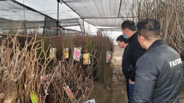 半岛体育库尔勒：苗木市场购销旺 栽红植绿正当时(图2)