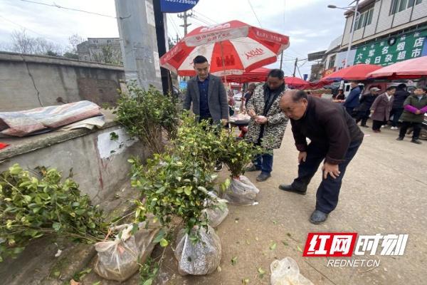 半岛体育荷塘区仙庾镇：乡村集市花卉苗木生意火了(图3)