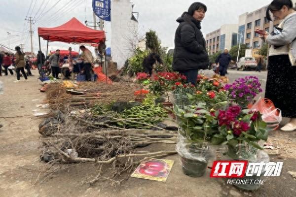 半岛体育荷塘区仙庾镇：乡村集市花卉苗木生意火了(图1)