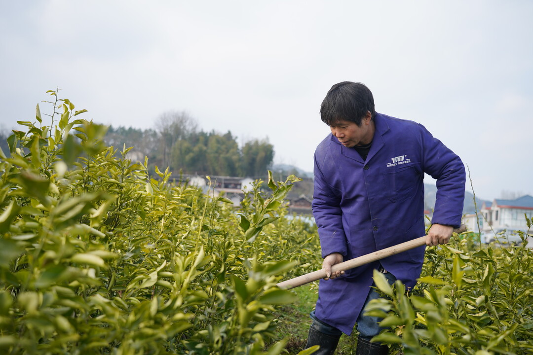 半岛体育怀化中方：希望的田野 苗圃基地苗木俏销(图1)