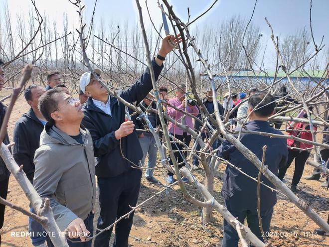 半岛体育中国农科院专家高庄镇把脉果树管理(图3)