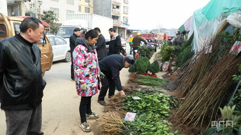 半岛体育湖南宁远：植绿正当时 苗木销售俏(图1)