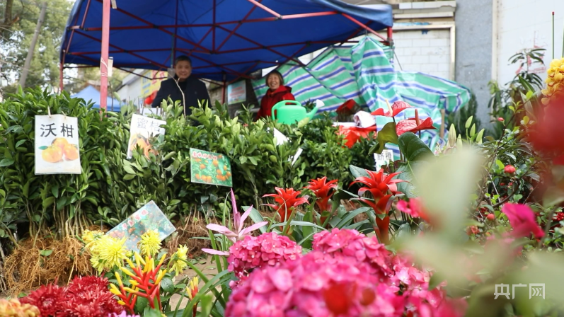 半岛体育湖南宁远：植绿正当时 苗木销售俏(图2)