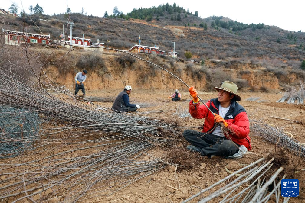 半岛体育雪域“红宝石”助力高原乡村振兴(图2)