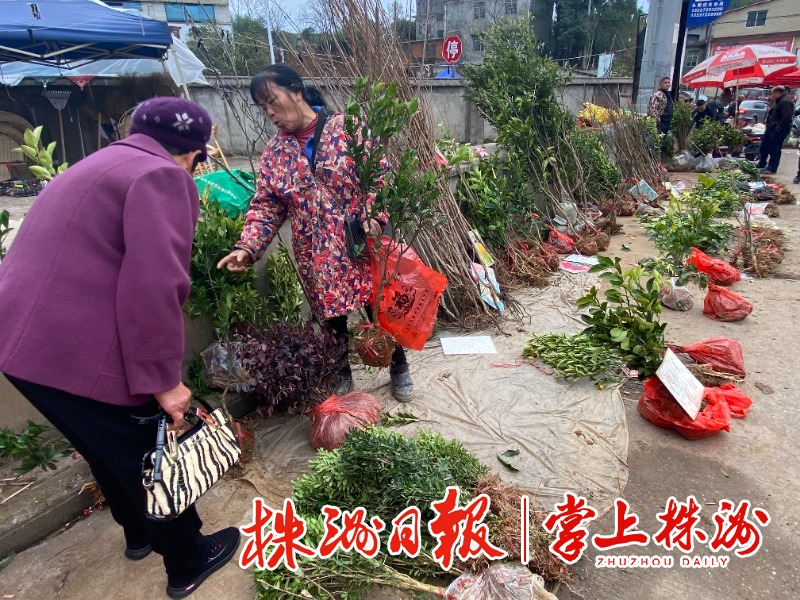 半岛(中国)体育·官方网站乡村集市：花卉苗木生意火了丨假如你家有院子或阳台可以试(图3)