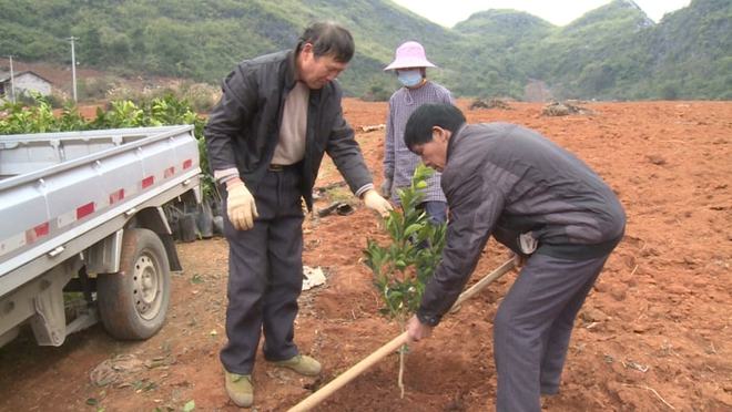 半岛(中国)体育·官方网站富川：不负春光不误农时脐橙苗木开工种植(图1)