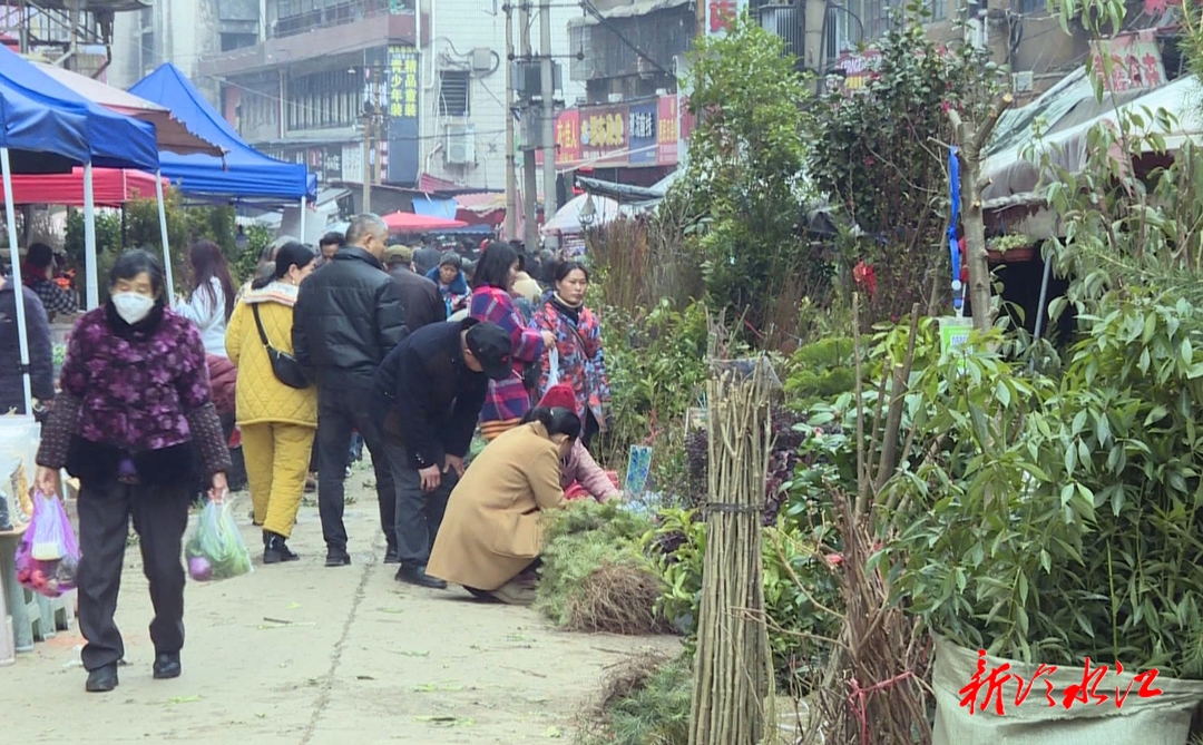 半岛(中国)体育·官方网站我市各类苗木大量上市 购销两旺供应充足(图1)