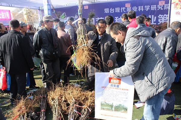 半岛体育烟台现代果业亮相2018北方（烟台）果树苗木生产资料交易会(图2)