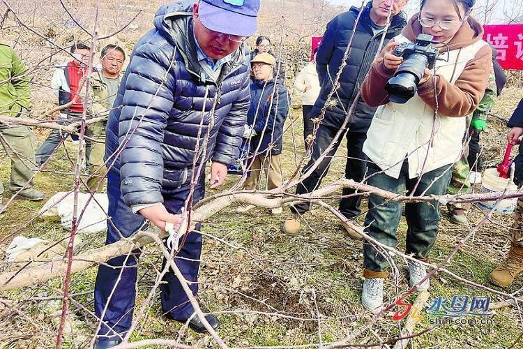 半岛(中国)体育·官方网站万象“耕”新栖霞市苹果村田间课堂开讲(图1)