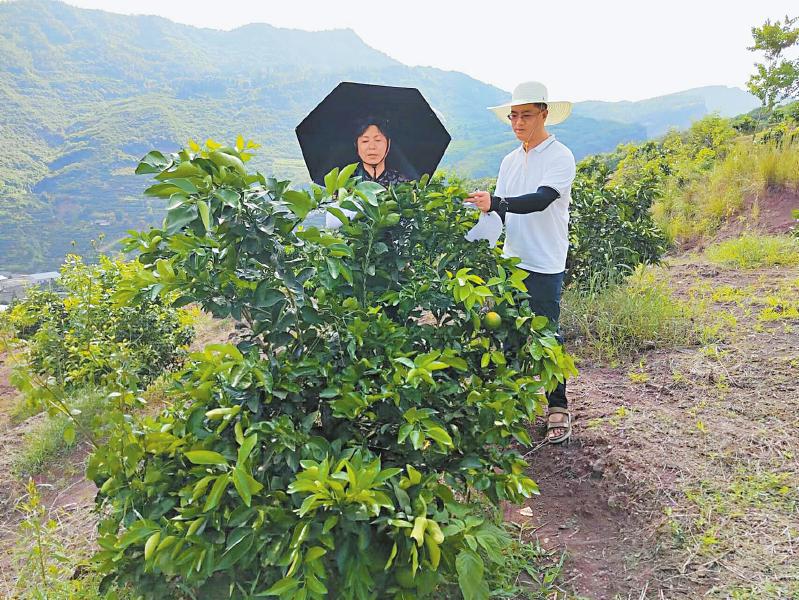 半岛体育农业农村厅深入实地研究解决柑橘溃疡病防治(图2)