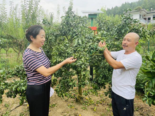 半岛体育引进培育柑橘新品种 结出增收致富“金果果”(图3)