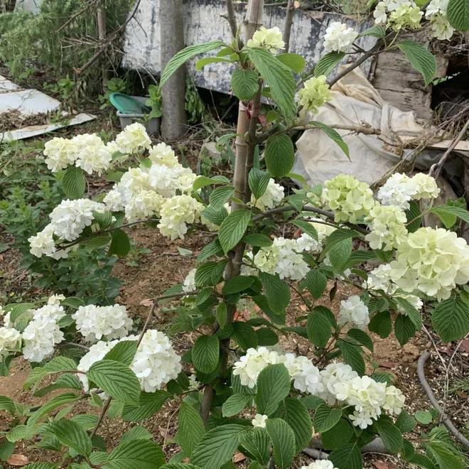 半岛(中国)体育·官方网站种绣球选中华木绣球多年生木本植物开花质量很高！(图3)