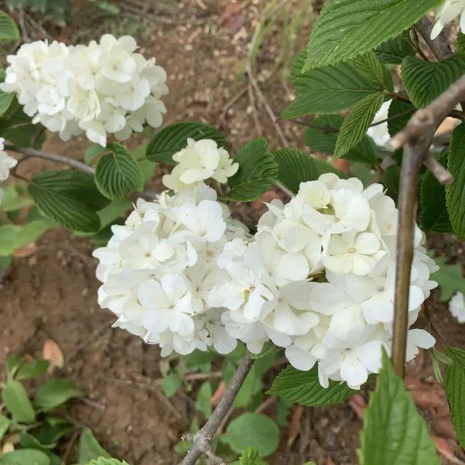 半岛(中国)体育·官方网站种绣球选中华木绣球多年生木本植物开花质量很高！(图4)