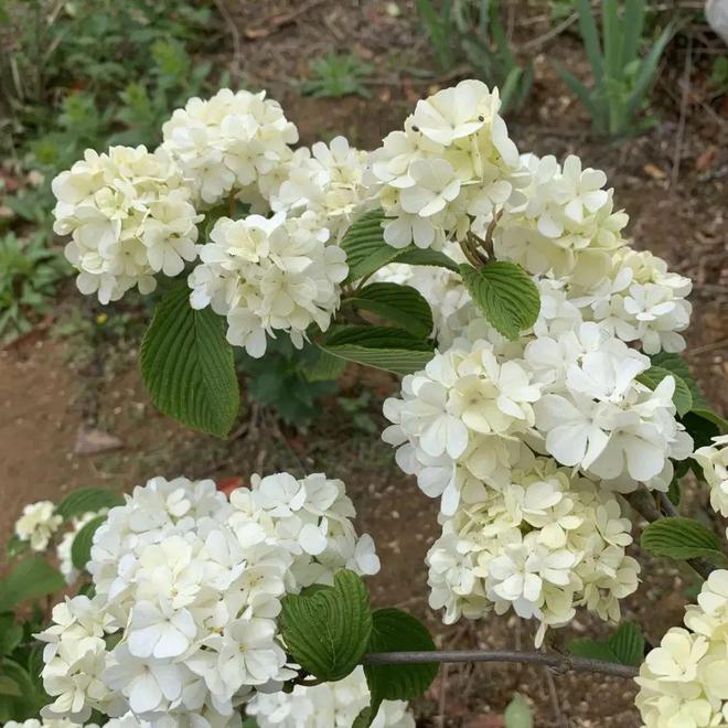 半岛(中国)体育·官方网站种绣球选中华木绣球多年生木本植物开花质量很高！(图5)