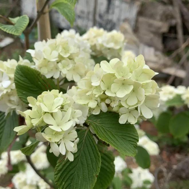 半岛(中国)体育·官方网站种绣球选中华木绣球多年生木本植物开花质量很高！(图7)