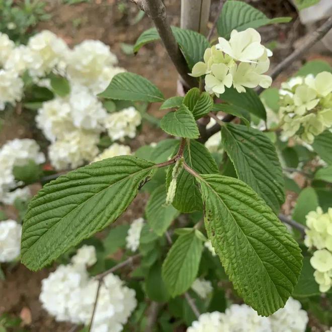 半岛(中国)体育·官方网站种绣球选中华木绣球多年生木本植物开花质量很高！(图6)