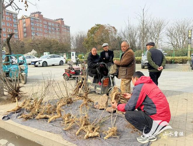 半岛体育贾汪：万象“耕”新春来时 苗木市场购销旺(图1)