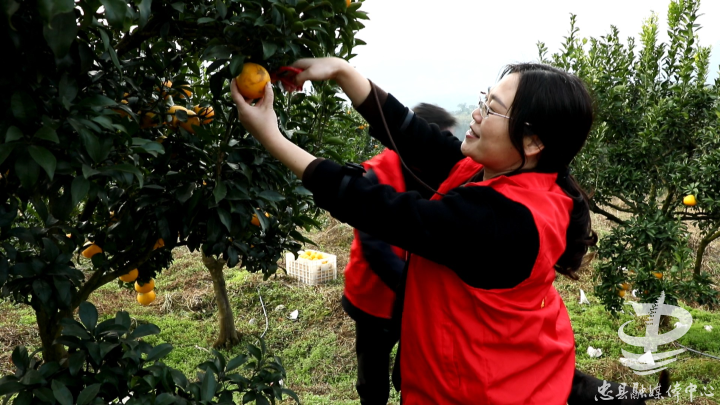 半岛体育复兴镇：坚持问题导向 多措并举全力推动柑橘产业高质量发展(图1)