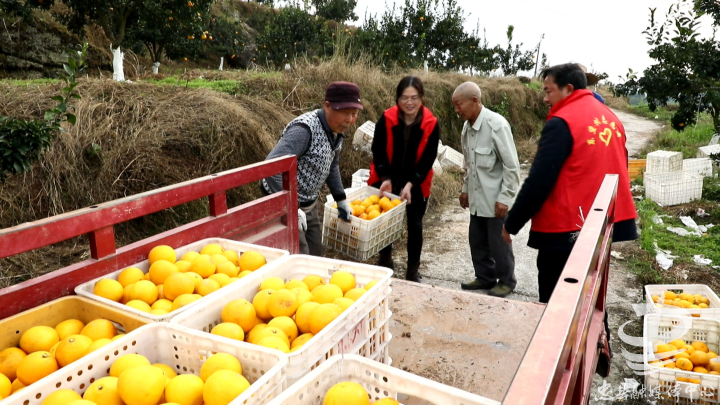 半岛体育复兴镇：坚持问题导向 多措并举全力推动柑橘产业高质量发展(图4)