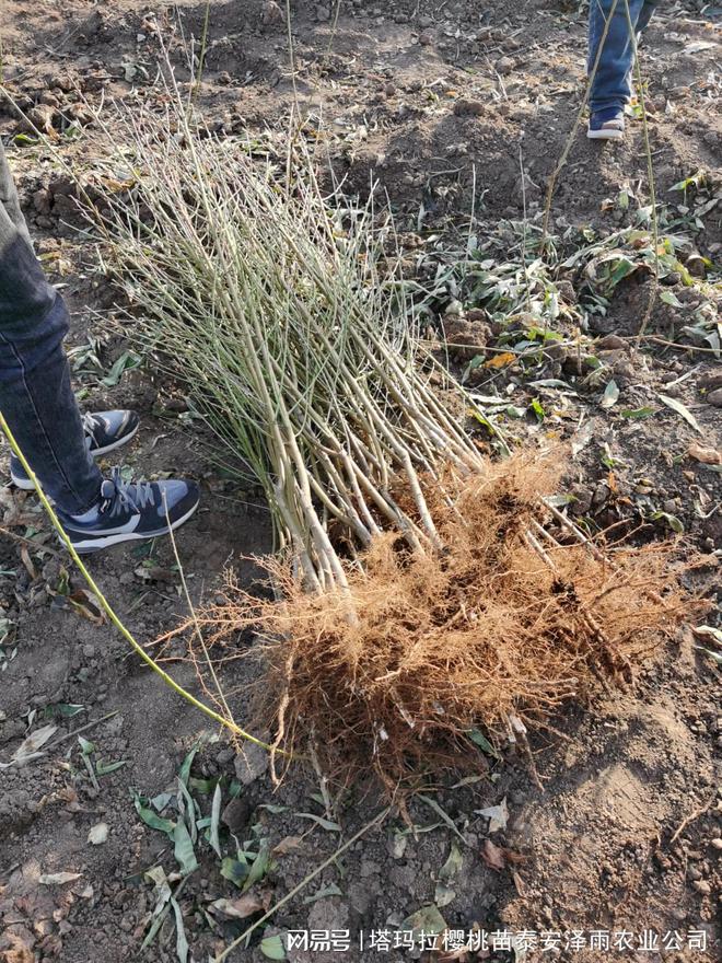 半岛体育1年生金秋红蜜桃苗报价 金秋红蜜桃苗特点介绍(图1)