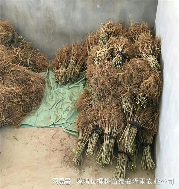 半岛(中国)体育·官方网站无籽大十果桑树苗报价 香金葚果桑苗品种的特点介绍(图1)