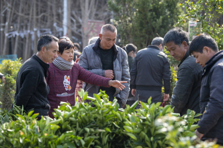 半岛体育销售额已达12亿元！省内最大苗木交易市场 开春交易红火(图2)