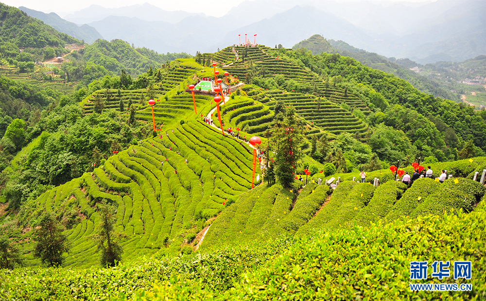 半岛(中国)体育·官方网站乡村振兴在行动｜茶香果甜旅游旺夷陵拓宽富民路(图3)