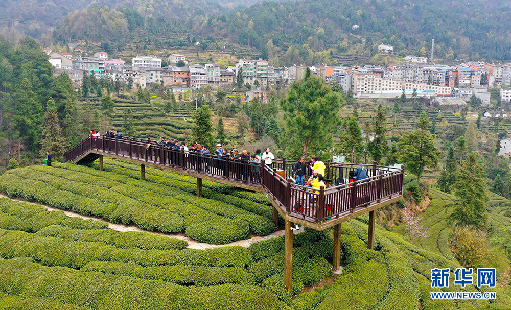 半岛(中国)体育·官方网站乡村振兴在行动｜茶香果甜旅游旺夷陵拓宽富民路(图4)