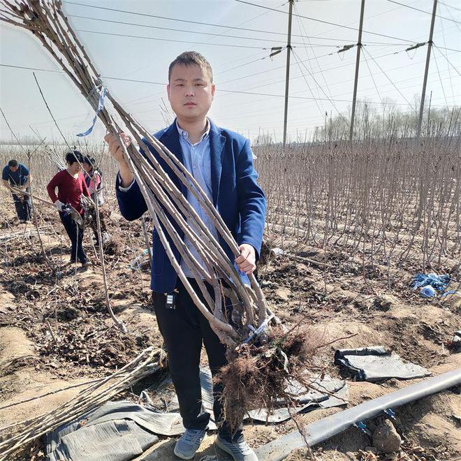 半岛(中国)体育·官方网站火箭樱桃树苗：种植技术简单果农易掌握(图1)