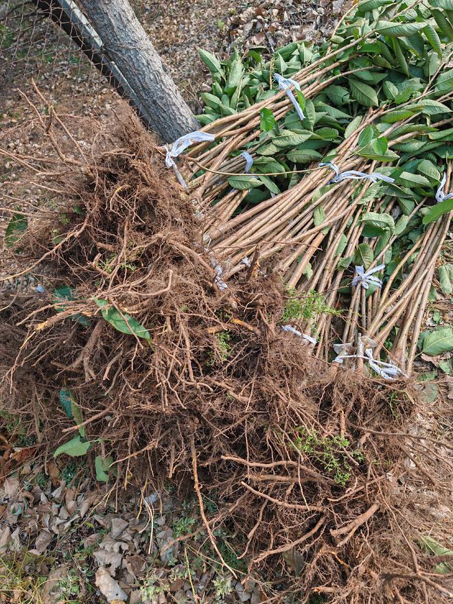 半岛体育克里斯汀大樱桃树苗栽植技术要求(图1)