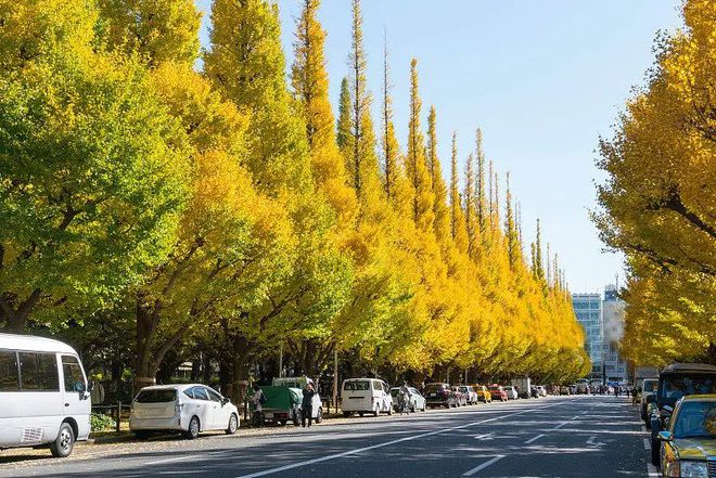 半岛(中国)体育·官方网站2019苗木市场行情预测这些苗“前景好能赚钱”(图2)