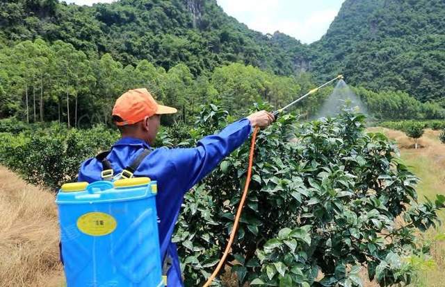 半岛(中国)体育·官方网站探索柑橘种植技术与管理的最佳策略(图3)