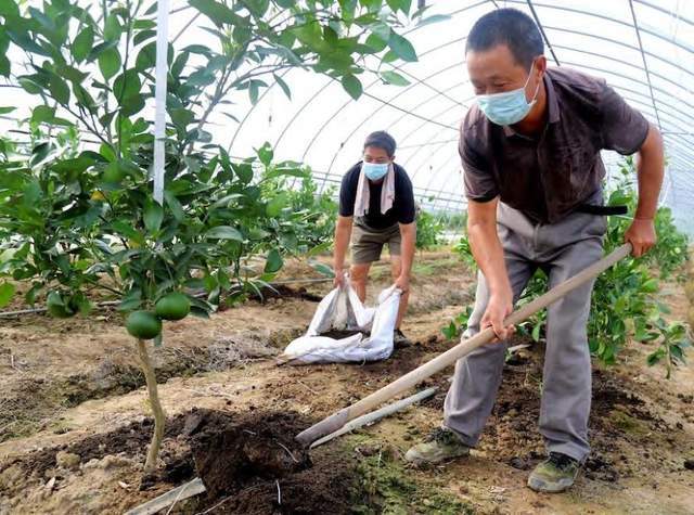 半岛(中国)体育·官方网站探索柑橘种植技术与管理的最佳策略(图2)