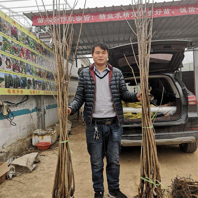 半岛(中国)体育·官方网站美国大红樱桃树苗品种：果实饱满色泽艳丽甜度高(图1)