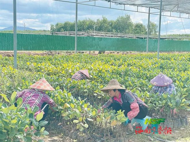 半岛体育波罗蜜、芒果、手指柠檬等20多类130多个苗木品种买苗木的来！(图1)