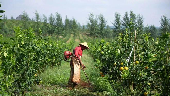 半岛(中国)体育·官方网站文山这里的千亩柑橘喜获丰收！！！(图6)