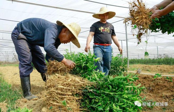 半岛体育苗木走俏市场哪个苗木品种最受欢迎？(图6)