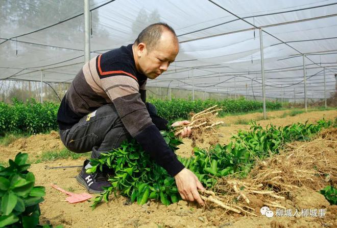 半岛体育苗木走俏市场哪个苗木品种最受欢迎？(图4)