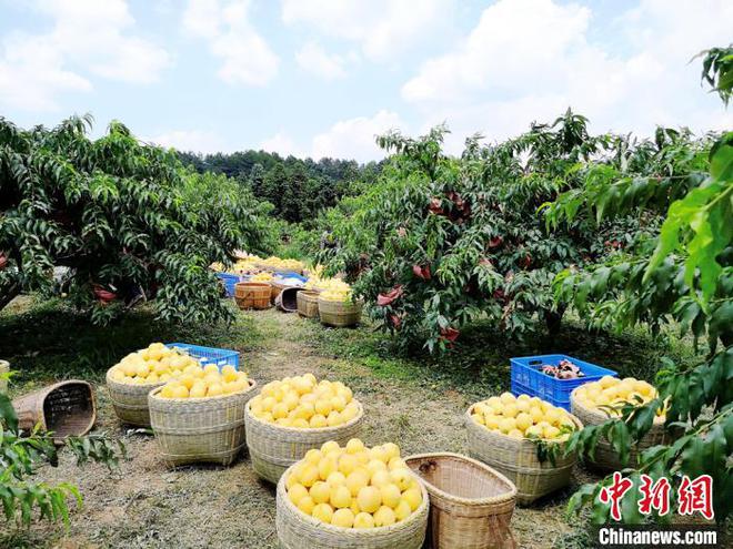 半岛体育小桃子化身致富果 湖南炎陵黄桃上市在即预计产量达51万吨(图2)