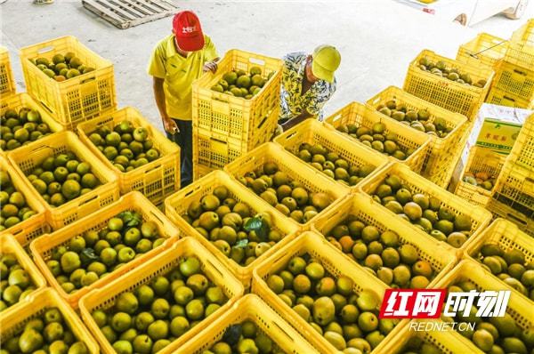 半岛体育永州梨子中的“白甜美” 来自江华瑶山(图3)