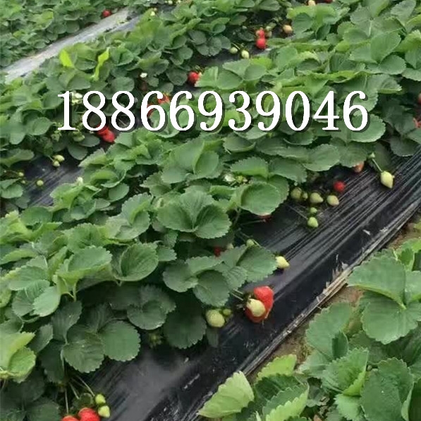 半岛体育湖南省株洲市现在种植什么果树能有前景能赚钱(图4)