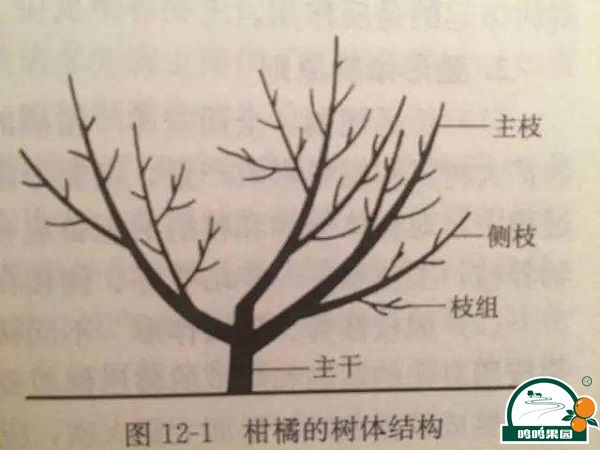 半岛(中国)体育·官方网站给柑桔树的四种修剪技巧！(图1)