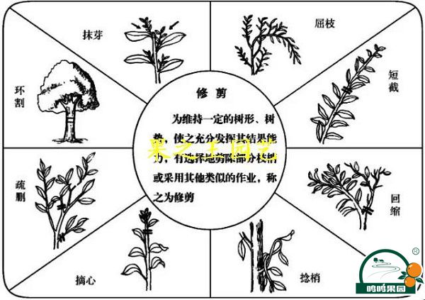 半岛(中国)体育·官方网站给柑桔树的四种修剪技巧！(图2)