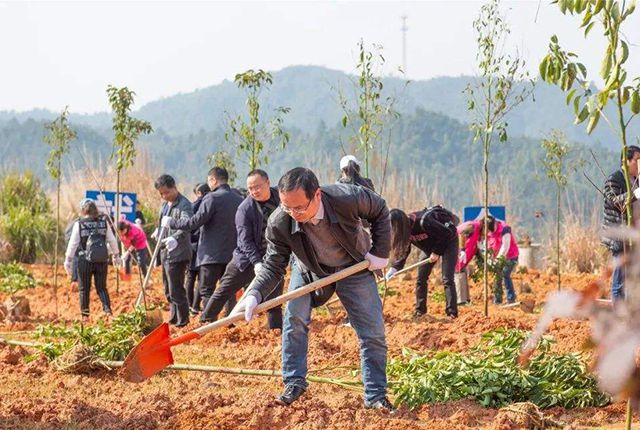 半岛(中国)体育·官方网站农村有块空地别浪费种上这5种树苗过些年后很值钱！(图8)