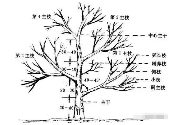 半岛体育图文并茂：史上最全柑橘整形修剪全解(图2)