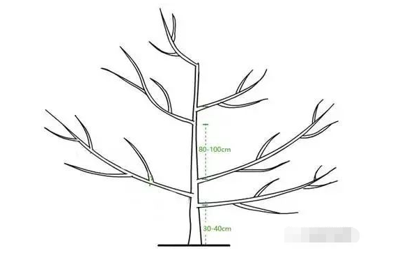 半岛体育图文并茂：史上最全柑橘整形修剪全解(图6)
