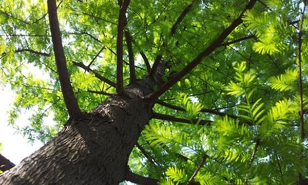 半岛体育中国十大珍稀树种桫椤也被称为蛇木这是一种十分特殊的树木(图1)