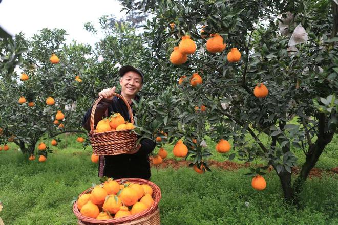 半岛体育四川唯一！成都蒲江又双叒叕被全国推广！(图7)