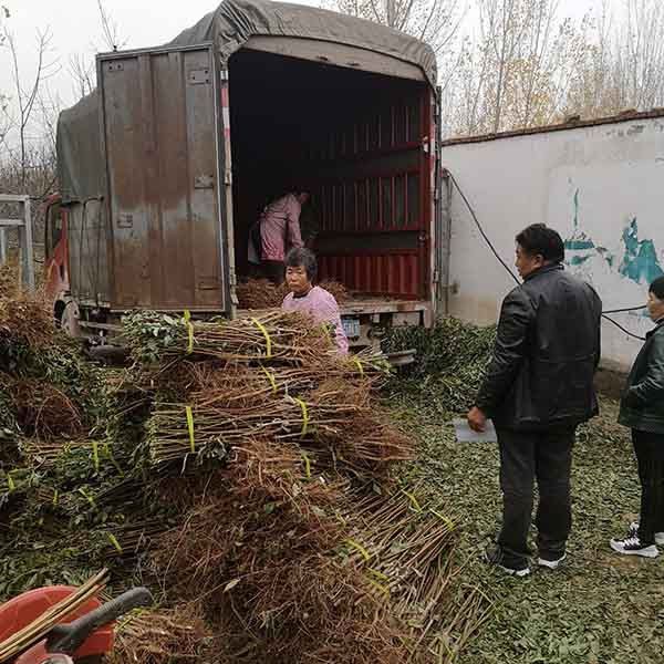 半岛体育现在合适种植的西梅品种‘艾琳娜西梅苗’品种震撼来袭(图5)